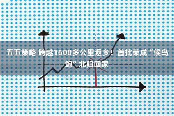 五五策略 跨越1600多公里返乡！首批荣成“候鸟鲍”北归回家